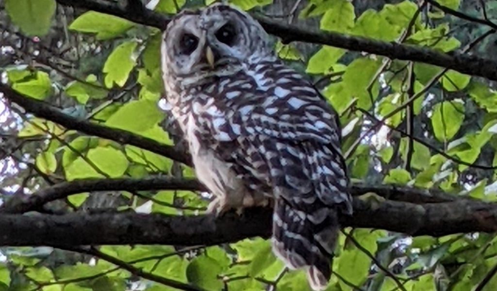 Get to Know Campus Wildlife