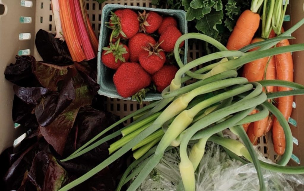 Discover Sustainable Growing on Campus