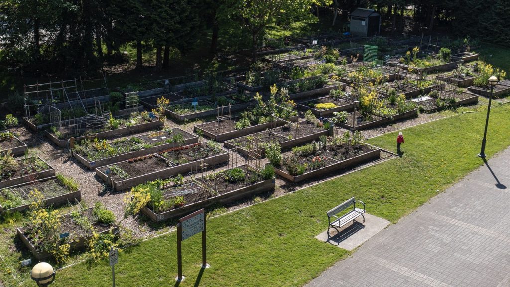 OPINION: Time to Revisit Community Garden System